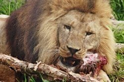 Animales carnívoros