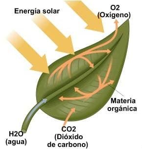 Proceso de fotosíntesis