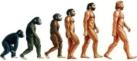 Stages in human evolution