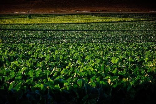 Las bacterias en el campo